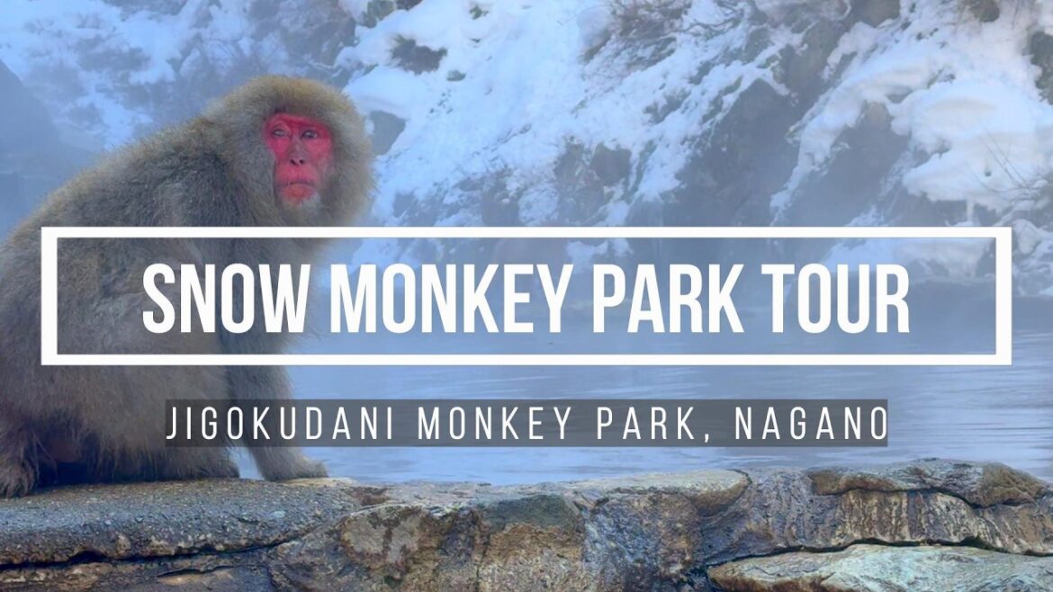 Jigokudani Monkey Park Tour 🇯🇵 | Up Close with Japan’s Snow Monkeys! Jigokudani Monkey Park Tour 🇯🇵 | Up Close with Japan’s Snow Monkeys!