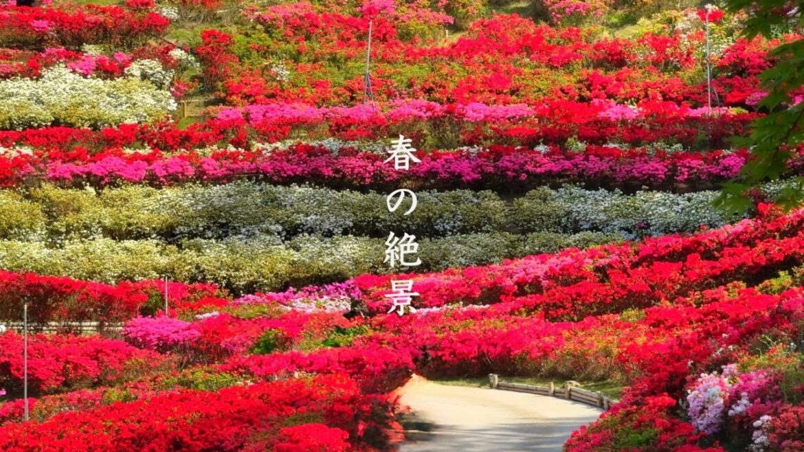【関西】絶対に見るべき「春の絶景４選」