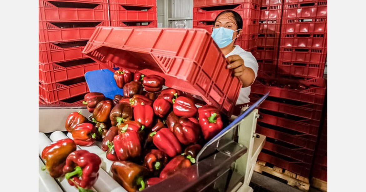 Mexico sends first shipment of bell peppers to Japan