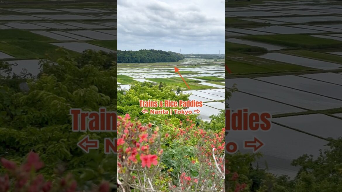 Japan | Trains & Rice Paddies