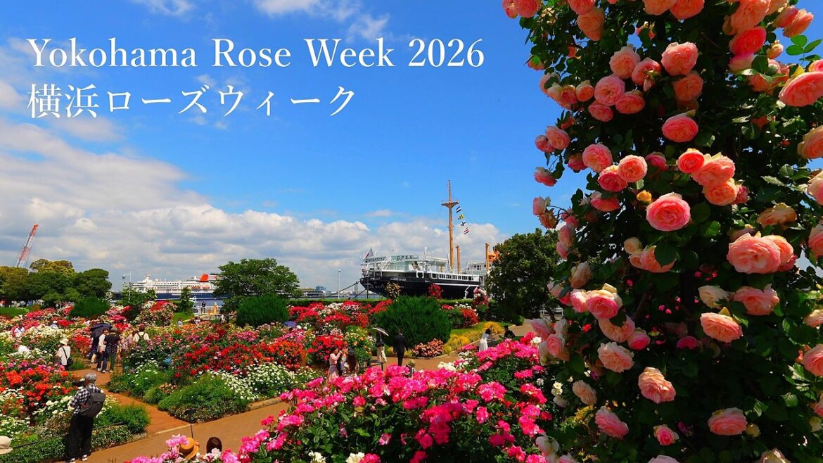 【Yokohama Rose Week 2026】Yamashita Park, Harbor View Park, and other locations