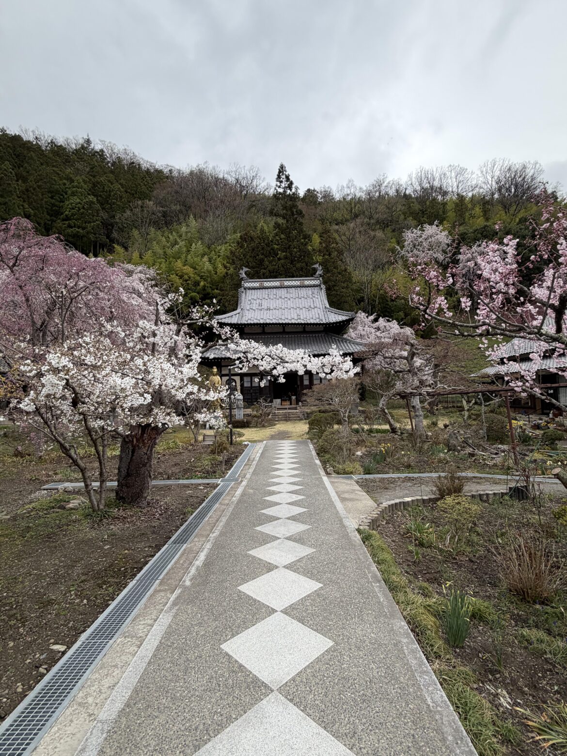 Shy Temple