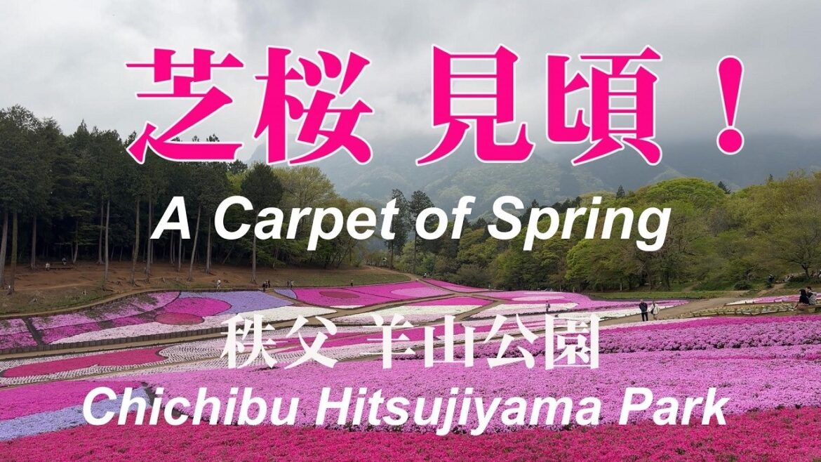 【埼玉・秩父】芝桜の丘が見頃｜春色じゅうたん散歩道（羊山公園）Shibazakura Hill in Full Bloom | Hitsujiyama Park, Chichibu Japan
