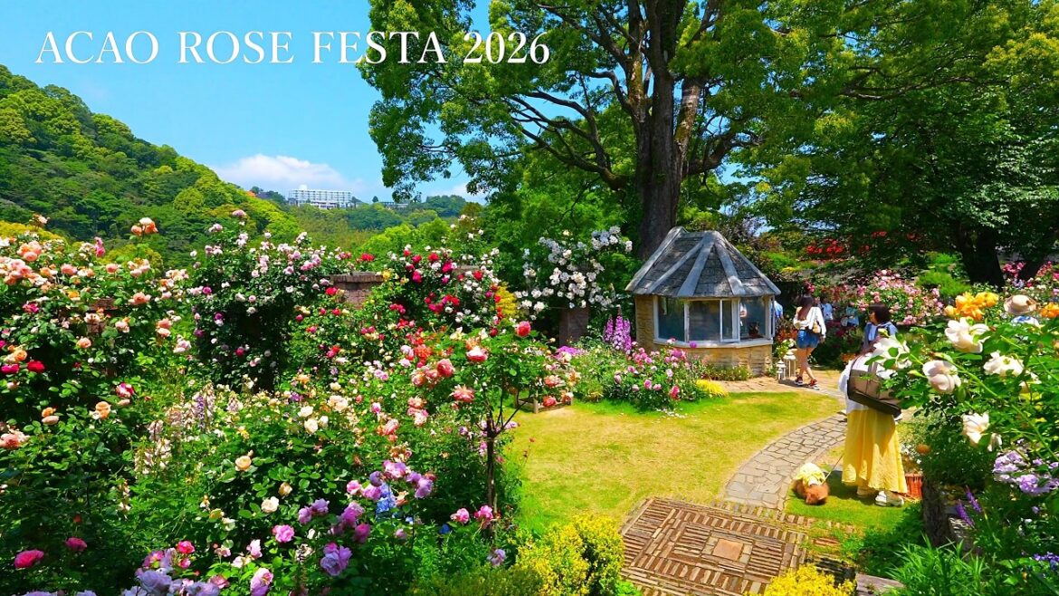 The Rose Gardens at ACAO FOREST are unbelievably incredible! The Rose Gardens at ACAO FOREST are unbelievably incredible!