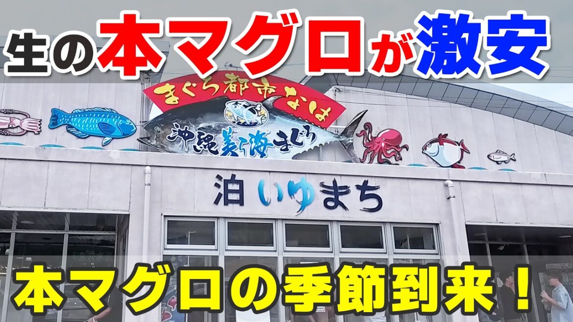 獲れたて生の本マグロが激安。この季節だけの沖縄グルメ