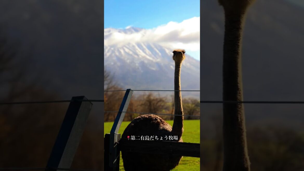 11 Best Mount Yotei Viewpoints in Hokkaido ๐ฏ๐ต Epic Road Trip Guide #japantravel #japan #hokkaido 11 Best Mount Yotei Viewpoints in Hokkaido ๐ฏ๐ต Epic Road Trip Guide #japantravel #japan #hokkaido