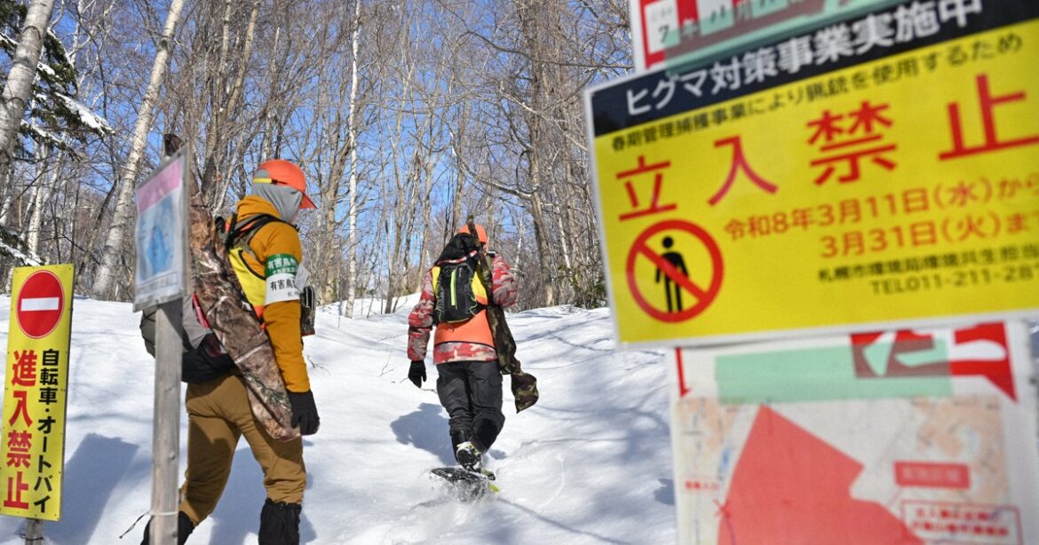 Smarter than Yogi? Hokkaido’s brown bears prove elusive in spring hunt Smarter than Yogi? Hokkaido's brown bears prove elusive in spring hunt