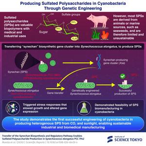 Genetic engineering of cyanobacteria for the production of sulfated polysaccharide Genetic engineering of cyanobacteria for the production of sulfated polysaccharide