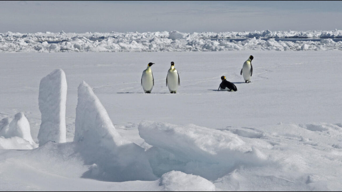 Protections for emperor penguins in focus as Antarctica talks start in Japan