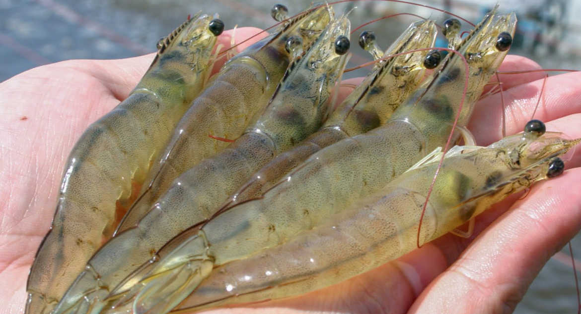 Japan conglomerates position seafood as core growth pillar after strong FY2025 results