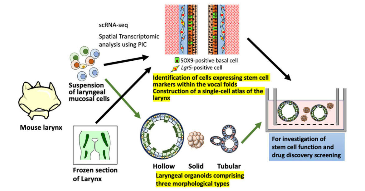 Giving a voice to vocal fold regeneration