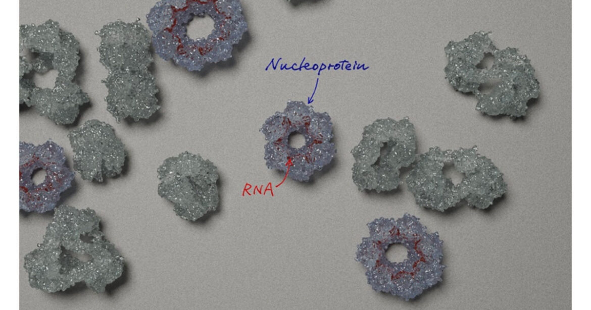 Unraveling the complexities of the Borna disease virus 1
