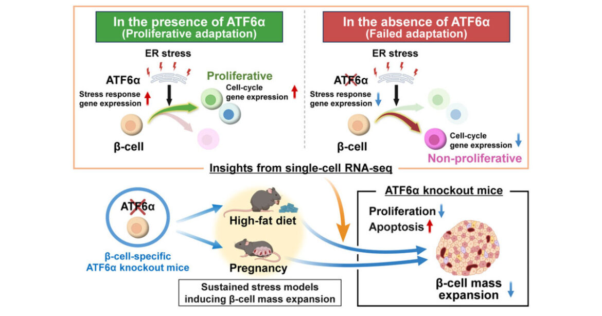 A new mechanism regulating beta cell mass under stress