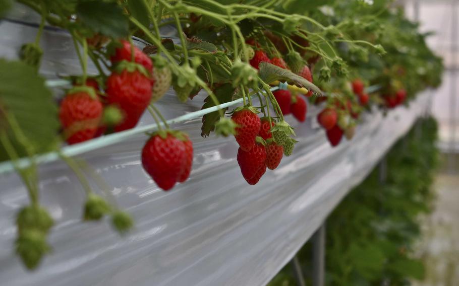 Strawberries are ready for picking on an elevated bed for easy access.