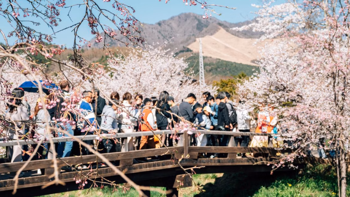 Japanese city scraps Mount Fuji cherry blossom festival over tourist chaos