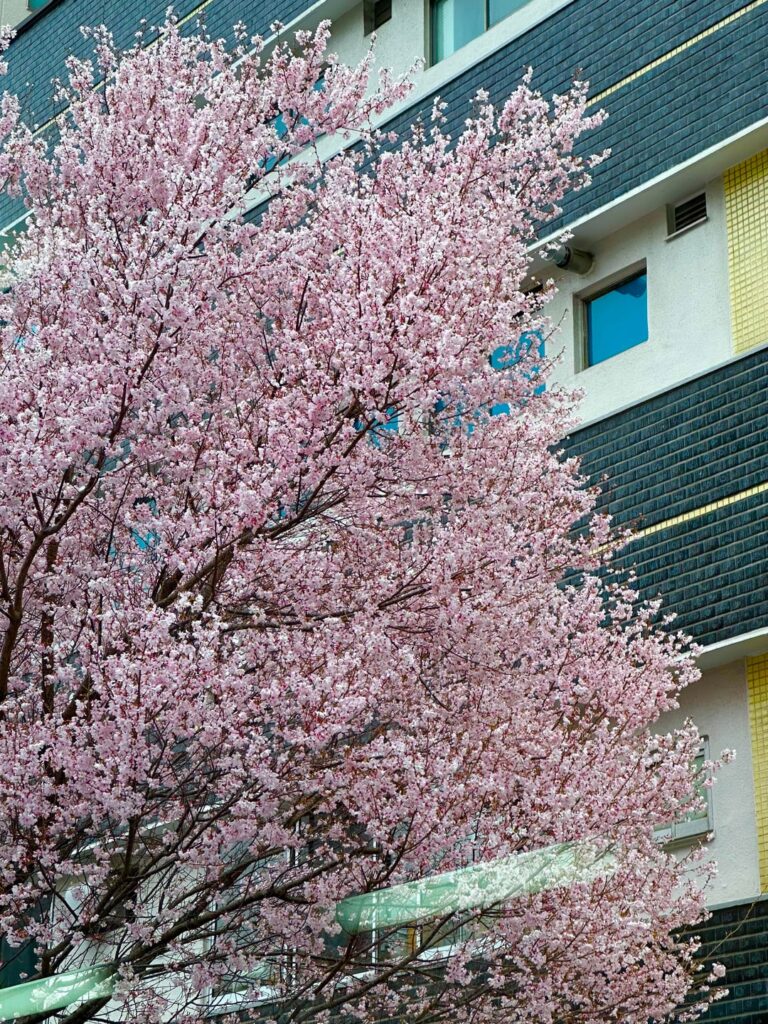 Cherry Blossoms taken in late March 2026