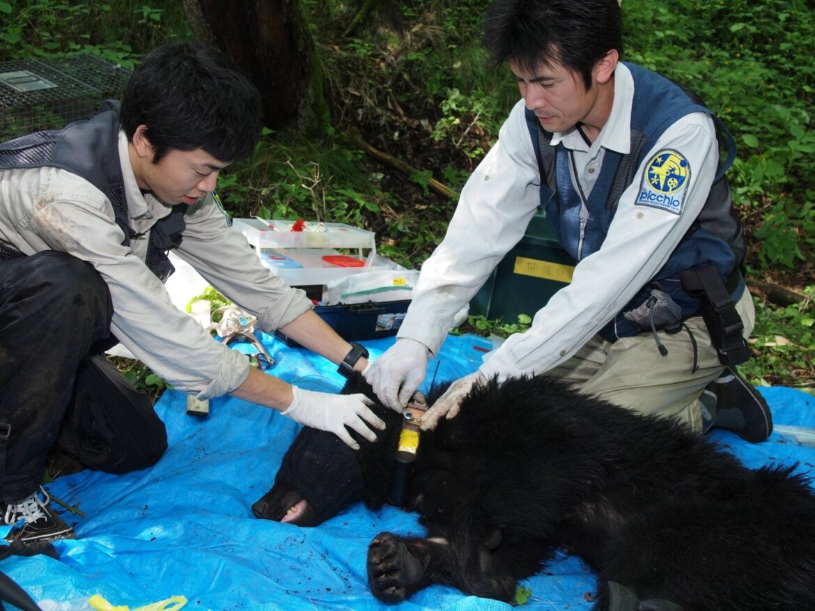 Rising bear encounters test Japan’s approach to wildlife management