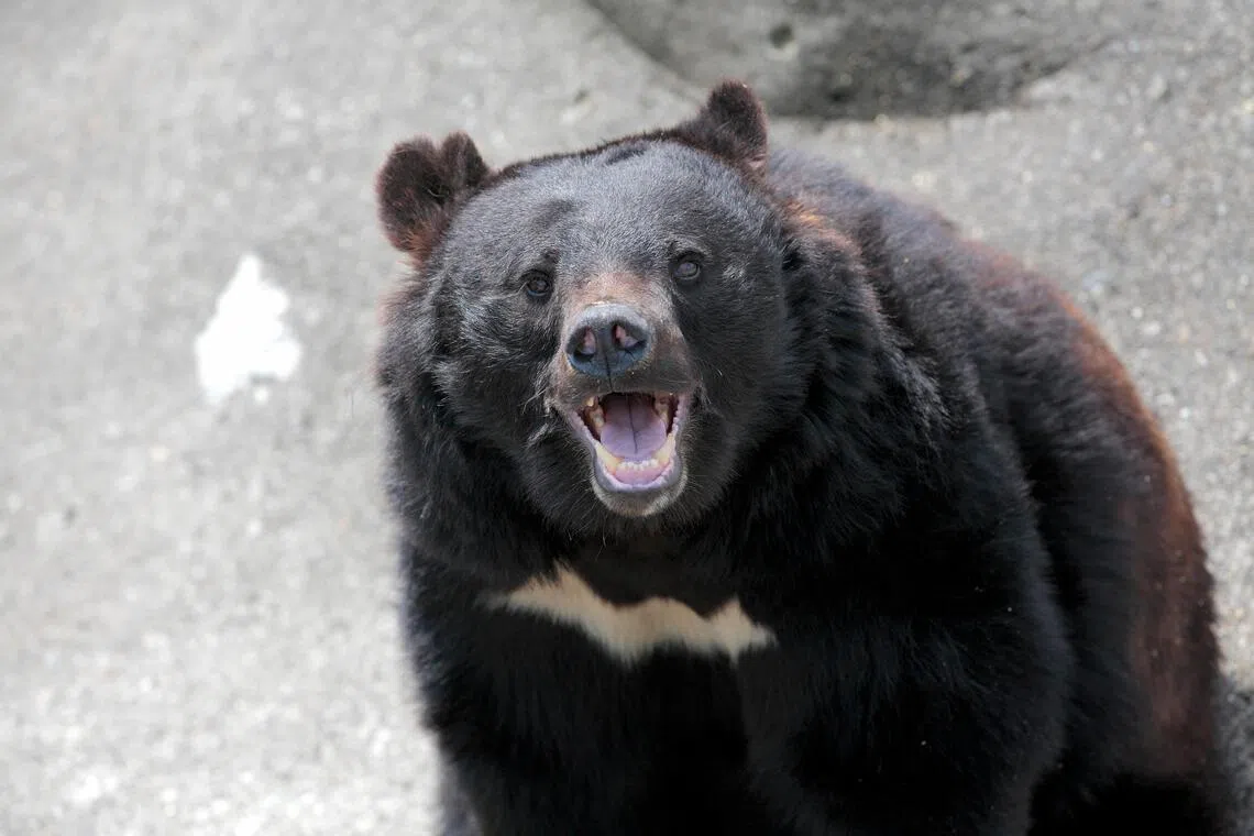 black bear, japan, mouth open 
