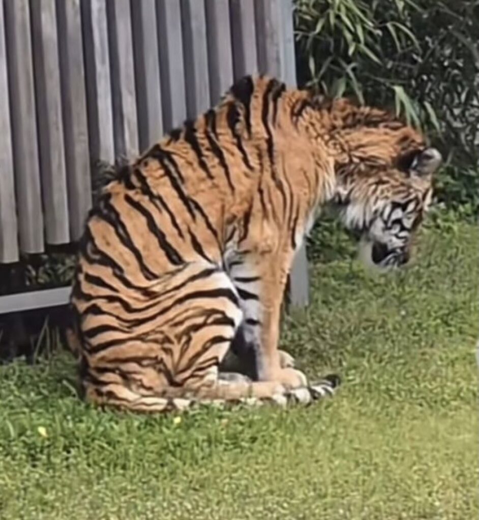 PERHILITAN refutes false Malayan tiger claim in Osaka