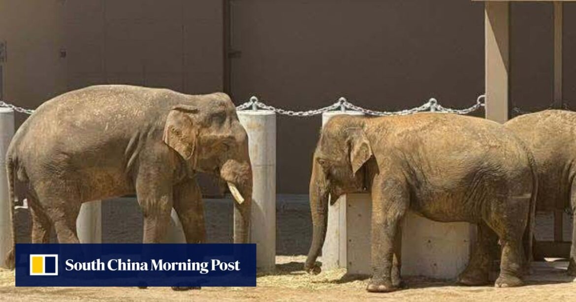 Trumpet call: Malaysians demand Japan return elephants after viral ‘weeping’ videos