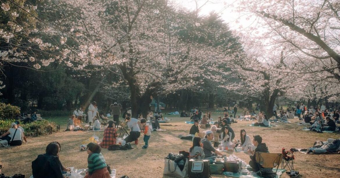 When will Japan’s cherry blossoms bloom? AI may answer that
