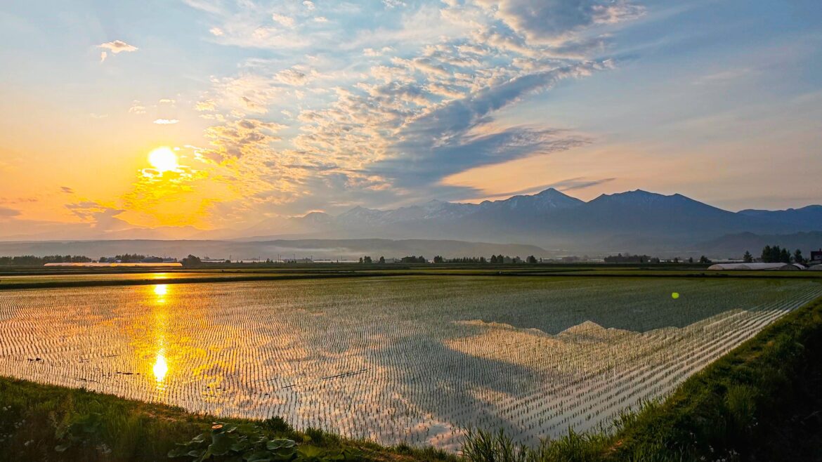 Planting Season 🌱A Calm and Beautiful Morning 🌅 Hokkaido