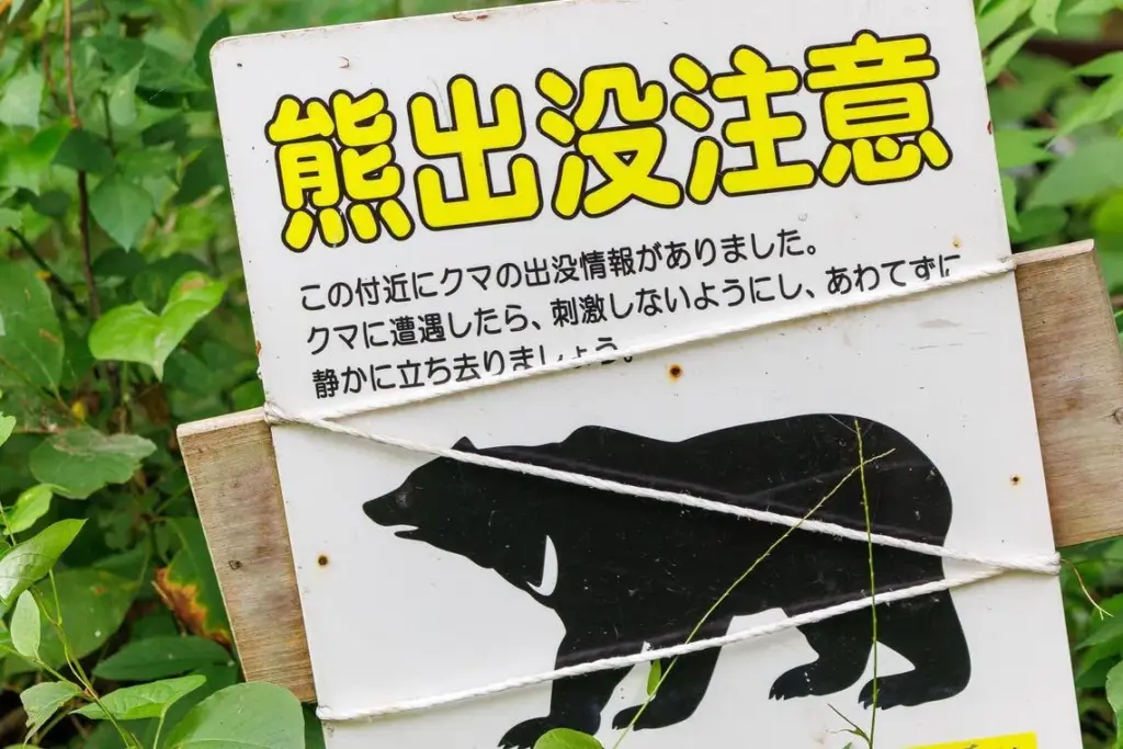 Japan is home to two main bear species: the medium-sized Asiatic black bear and the larger Ussuri brown bear.