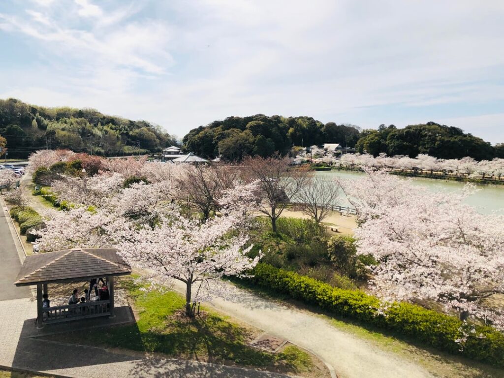 Spring in Kagawa Prefecture 🌸💖
Cherry blossoms at Kikaku Park are in full bloom ✨