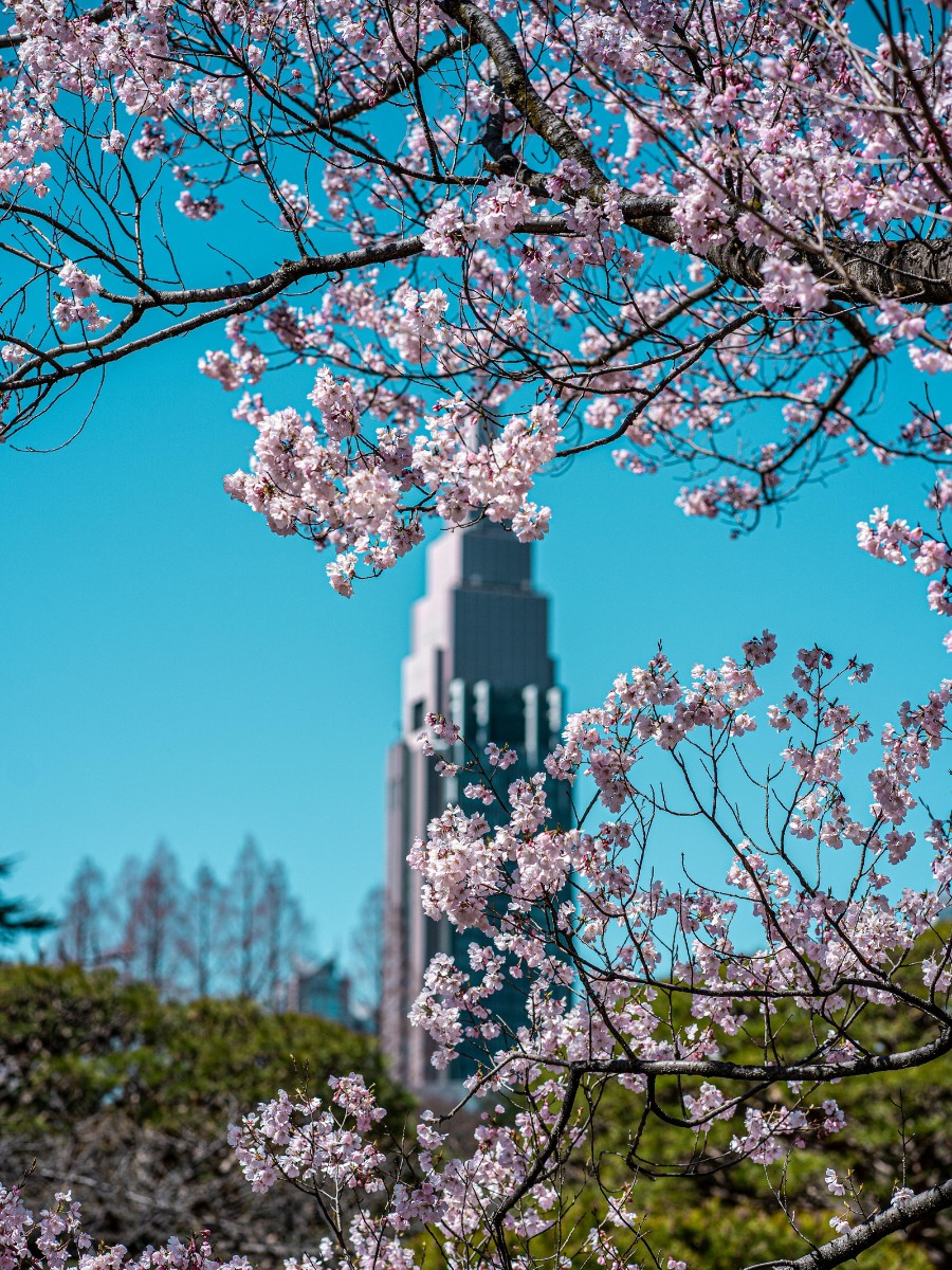 Shinjuku Gyoen and Its Lessons on Slowing Down Amid Nature and Flowers