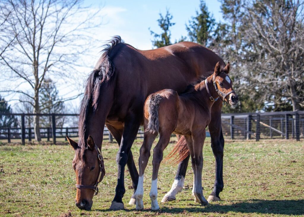Curlin Colt Looks To Make His 'Move' at Kyoto