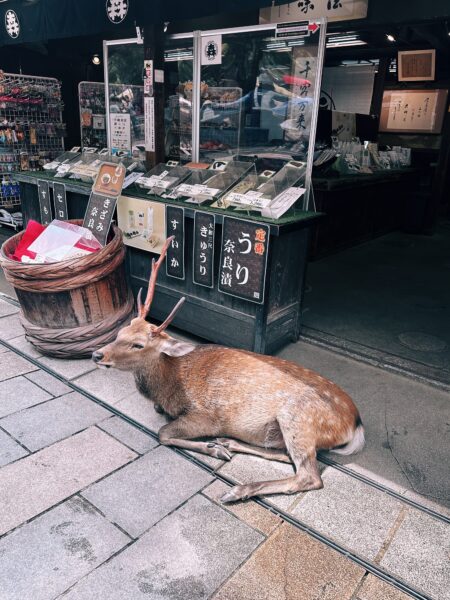 deer in Japan