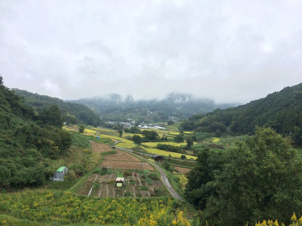 Helping with the rice harvest in Japan Asuka, Nara prefecture in Japan