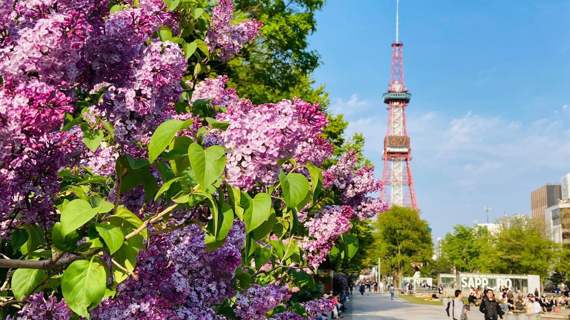 Japan Flower Festivals