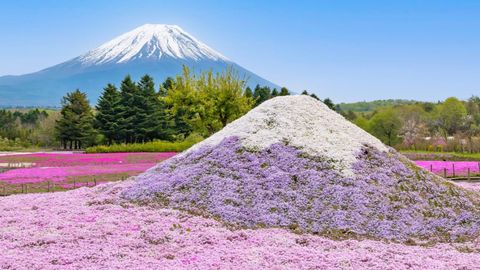 Sakura Isn’t The Only Reason To Visit Japan: 7 Stunning Flower Festivals To See In 2026