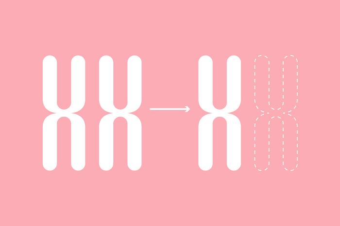 Missing X chromosome affects fertility