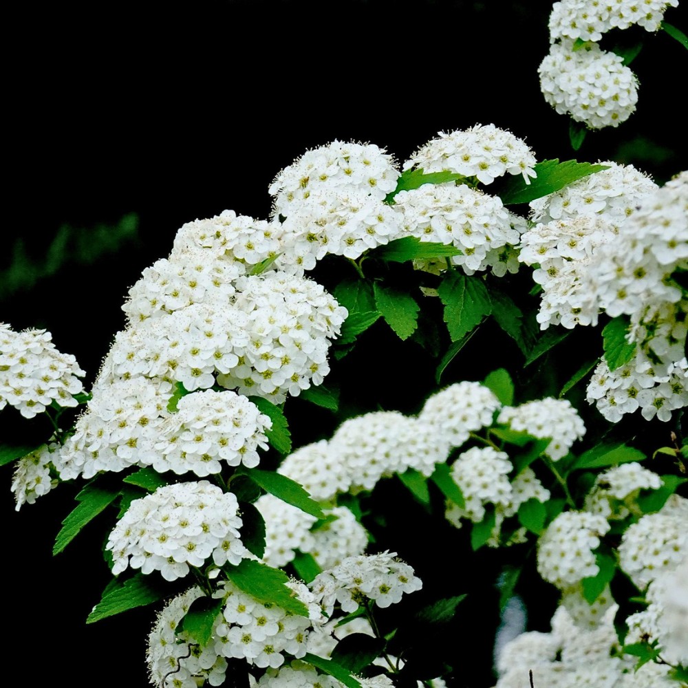 Shinjuku Gyoen and Its Lessons on Slowing Down Amid Nature and Flowers