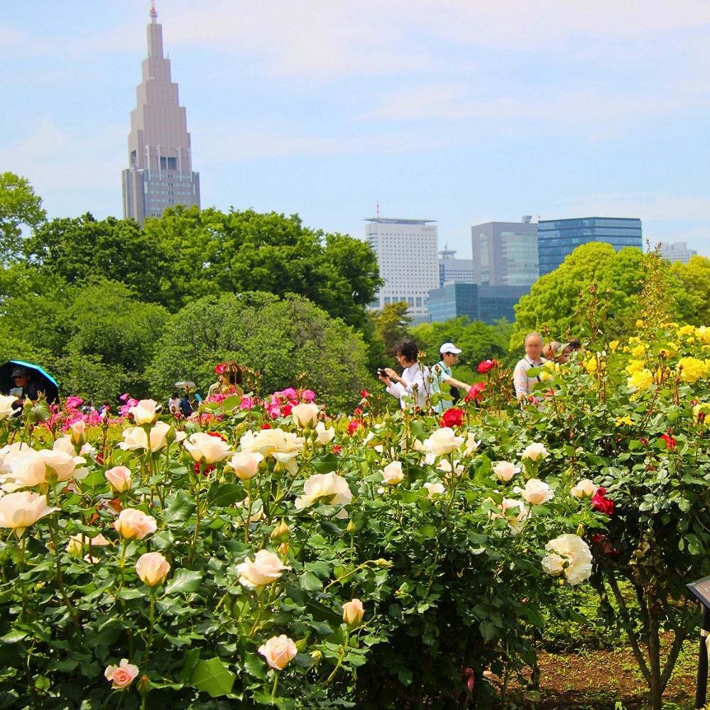Shinjuku Gyoen and Its Lessons on Slowing Down Amid Nature and Flowers