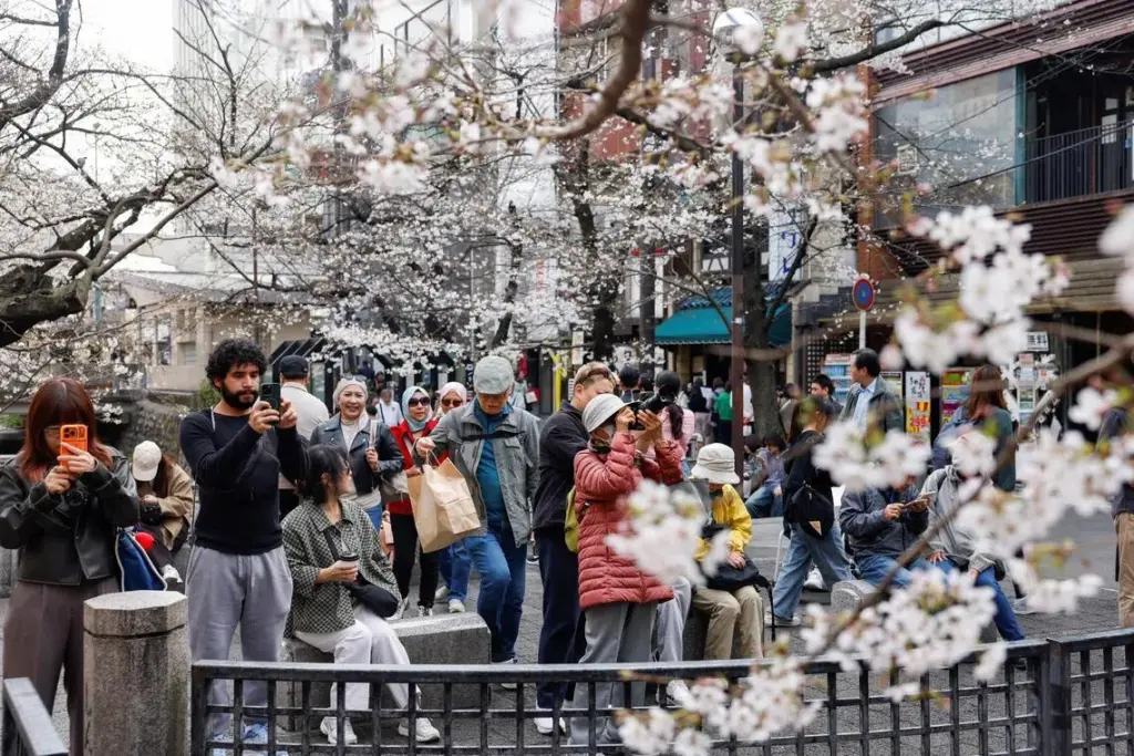 Tourists take photos of blooming cherry blossoms in Kyoto in March 2026.