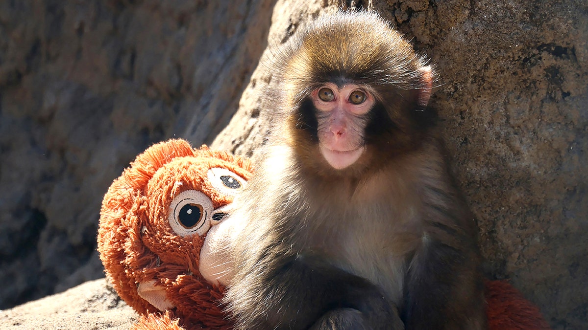 a seven month-old male macaque monkey named Punch