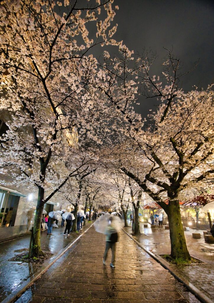 Cherry Blossoms in Gion Shirakawa, April 2026