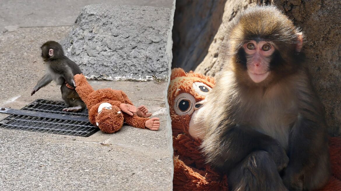 Two arrested after alleged stunt in enclosure of viral monkey Punch: report