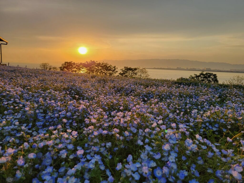 Nemophila flowers of Maishima Seaside Park in Osaka