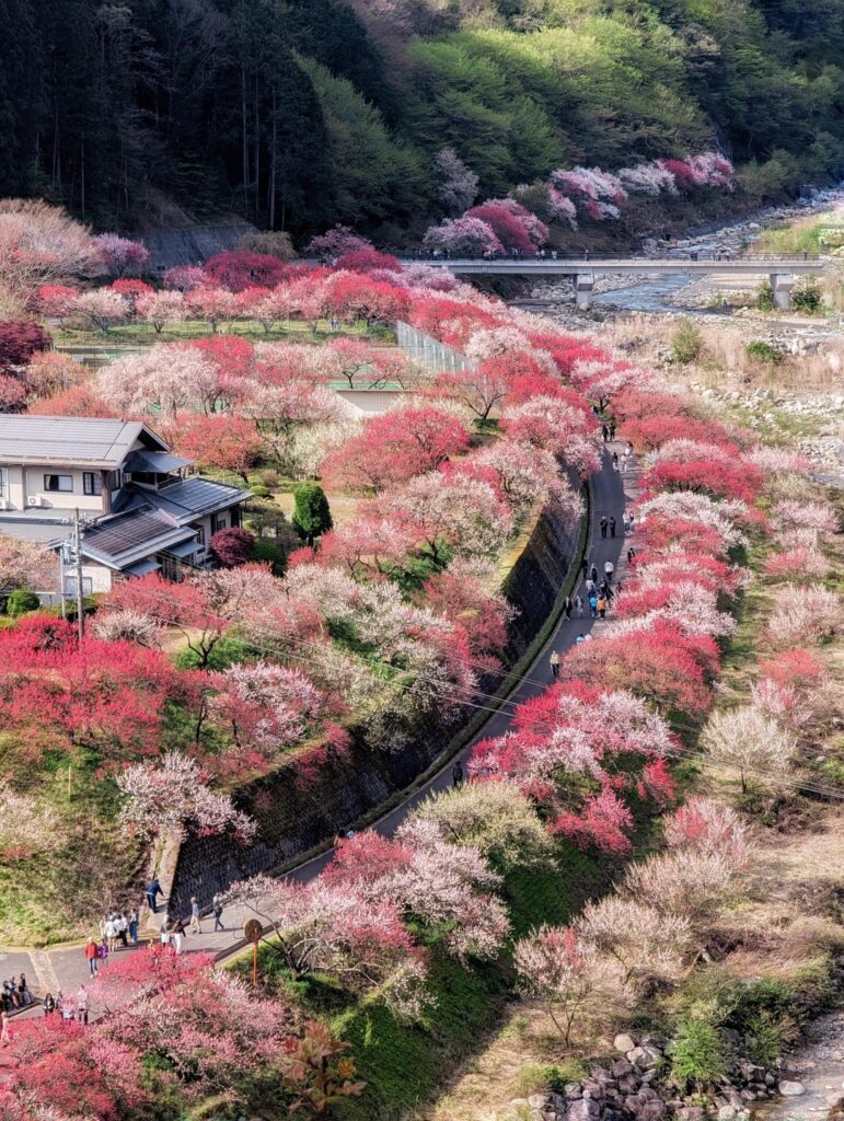 Cherry blossoms are beautiful, but peach blossoms deserve some love too.