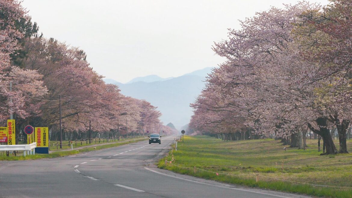Spring in Hokkaido 🌸