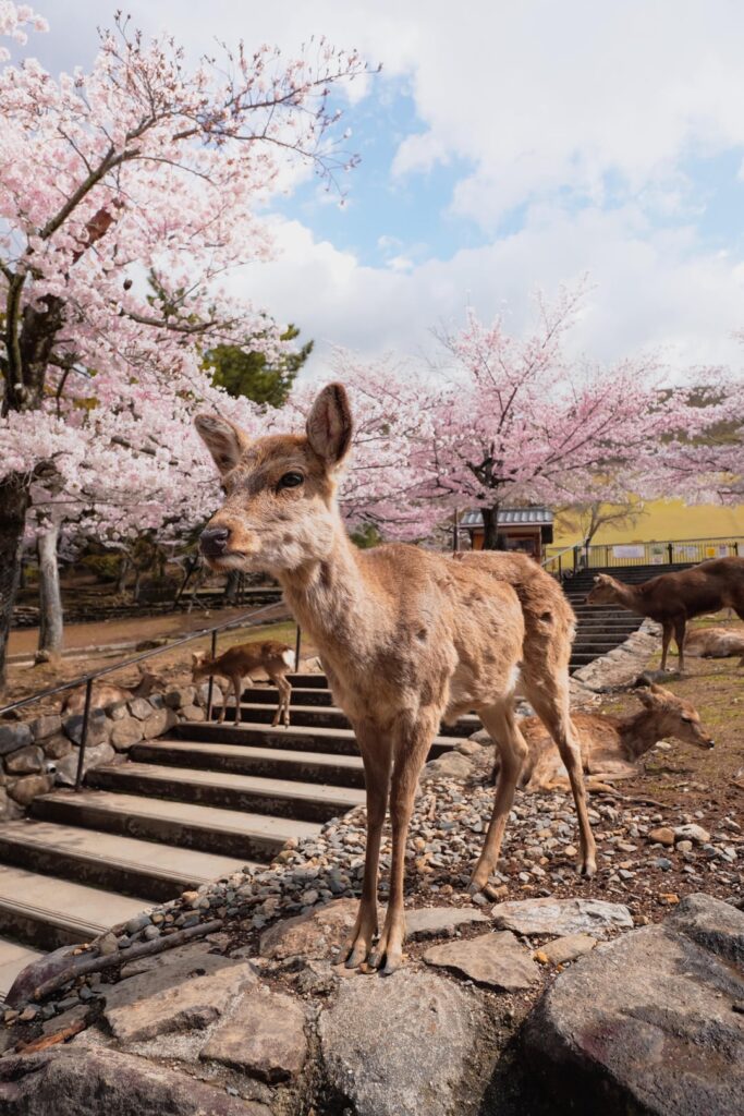 Cherry blossom + Deer in Nara Park