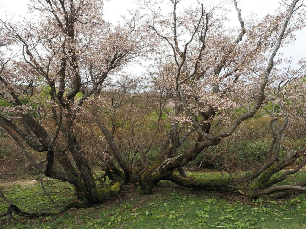 cherry blossom sadoisland niigata  May 2 to May 5