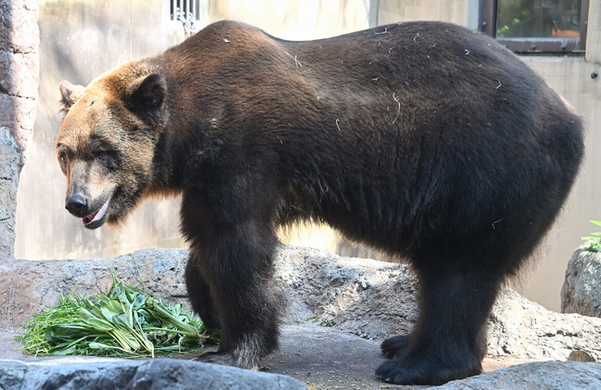 Current status of Hokkaido Brown Bear “Pon” (Updated June 3: The exhibit will be suspended from June 4 until further notice) Hokkaido Brown Bear