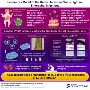 Scientists recreate enterovirus infection in a new model of the human intestine Scientists recreate enterovirus infection in a new model of the human intestine