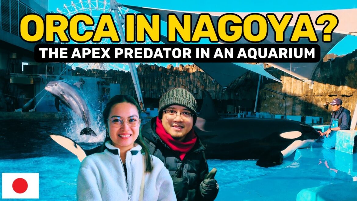 ๐ฏ๐ต NAGOYA AQUARIUM VLOG | Seeing an ORCA, Beluga Whale & Dolphins Up Close + Osu Shopping Street ๐ฏ๐ต NAGOYA AQUARIUM VLOG | Seeing an ORCA, Beluga Whale & Dolphins Up Close + Osu Shopping Street