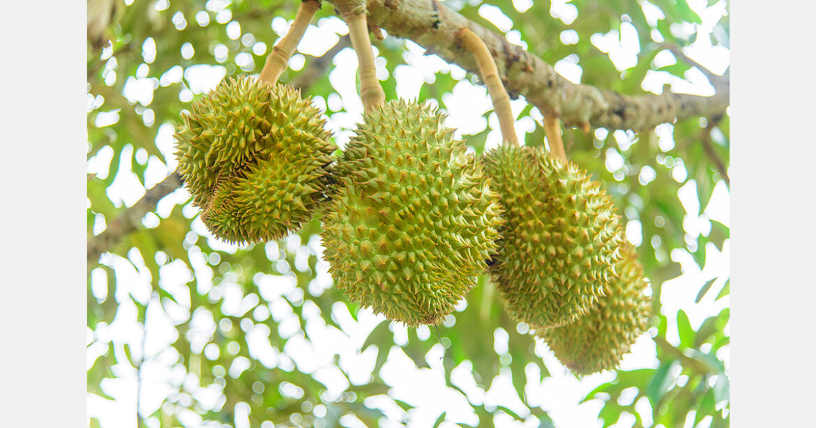 Japan shows interest in small-sized Thai durians